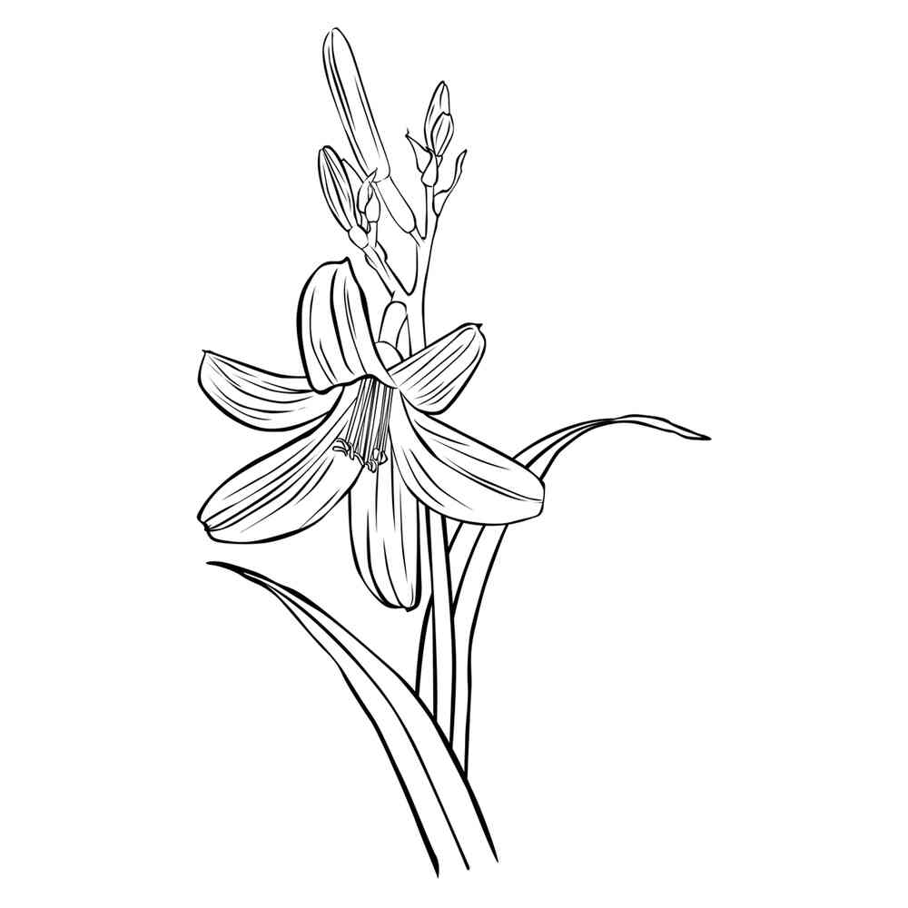 Цветок лилии - Цветы - Раскраски антистресс