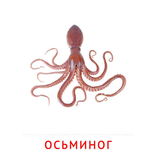 Карточки Домана на тему «Рыбы и другие морские обитатели»