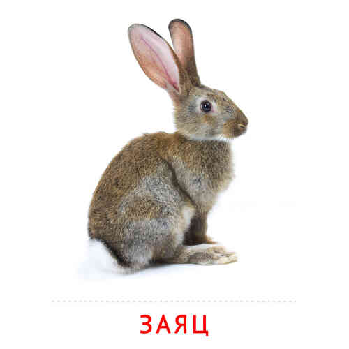 Карточки Домана на тему «Животные и их детеныши»