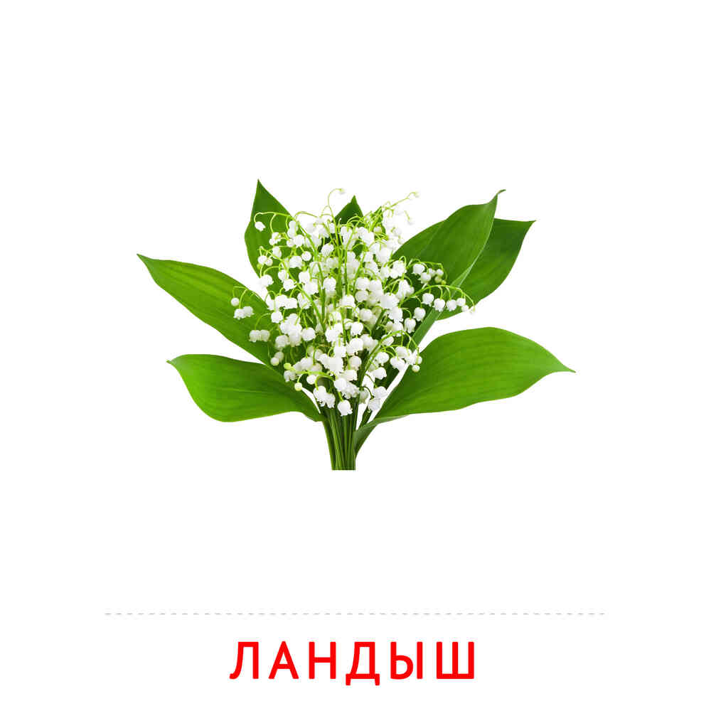 Цветы: Ландыш