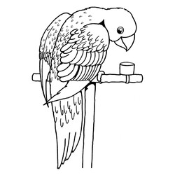 Домашний попугай
