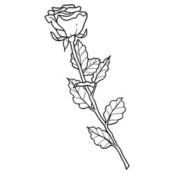 Раскраска Очень красивая реалистичная роза