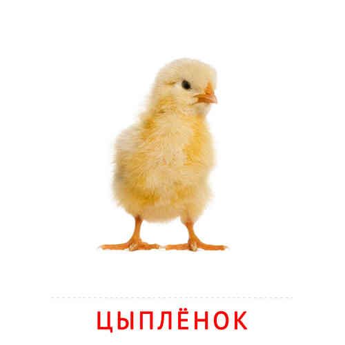 Карточки Домана на тему «Животные и их детеныши»