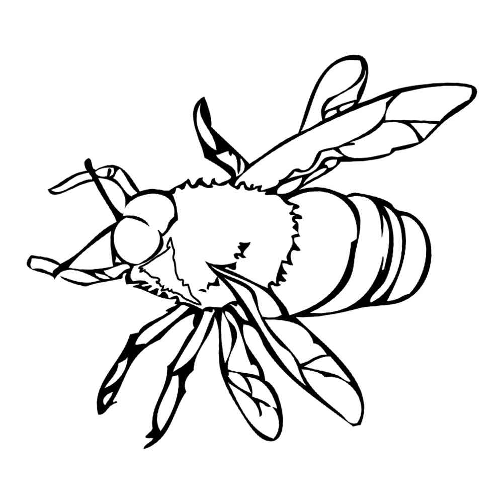 Раскраска Муха и пчела