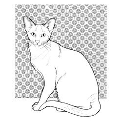 Раскраска Породистая кошка